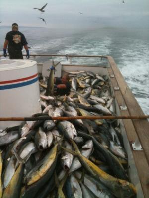 ande fishing line