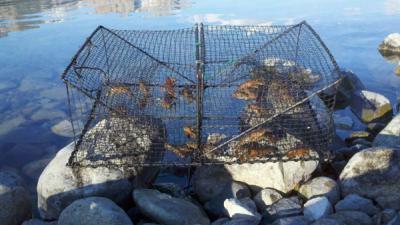 Promar Collapsible Crawfish/Crab Trap