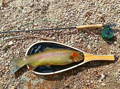 fenwick pflueger nighthawk