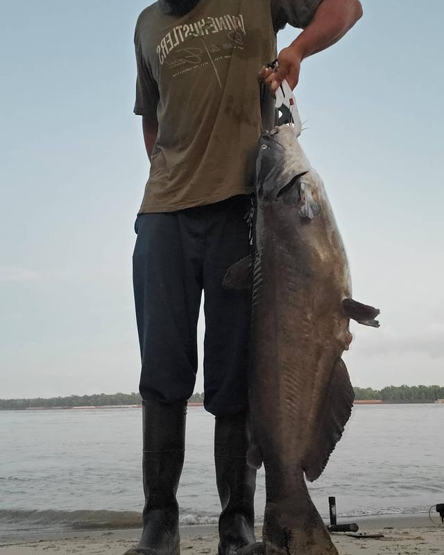 catmaxx spinning reel