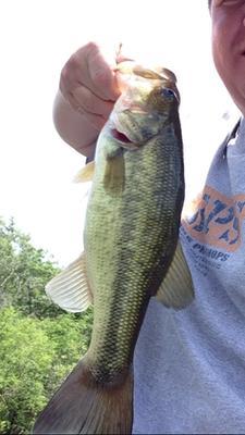 BIG WORMS Catch BIG BASS (Zoom Ole Monster) 