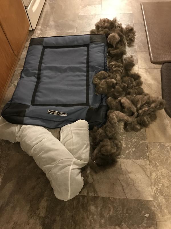 Bass pro 2024 dog beds