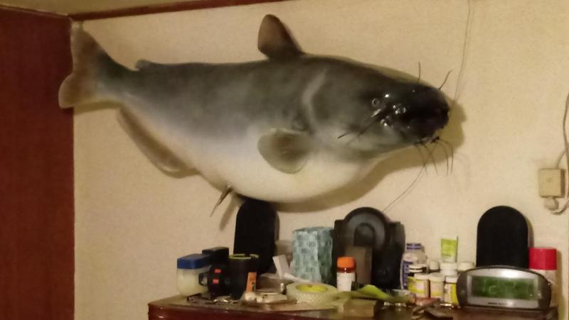 catmaxx spinning reel