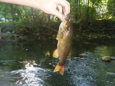 Strike King Shallow Hybrid Hunter Jr. Crankbait