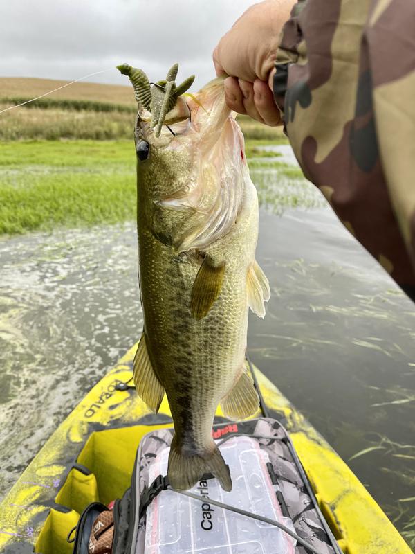 Berkley MaxScent Creature Hawg Review - Wired2Fish