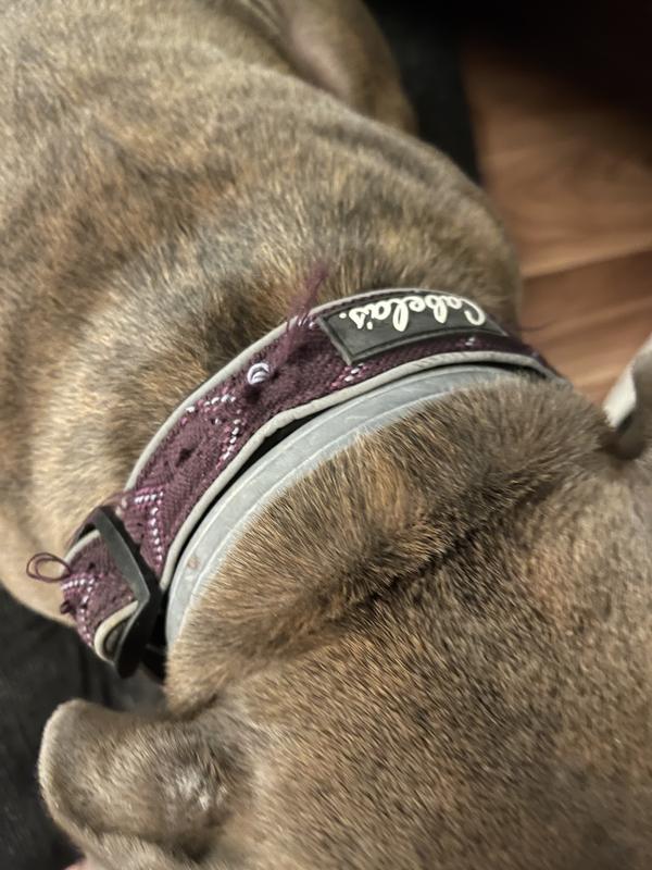 Cabela's dog outlet collars