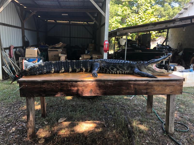 catmaxx spinning combo