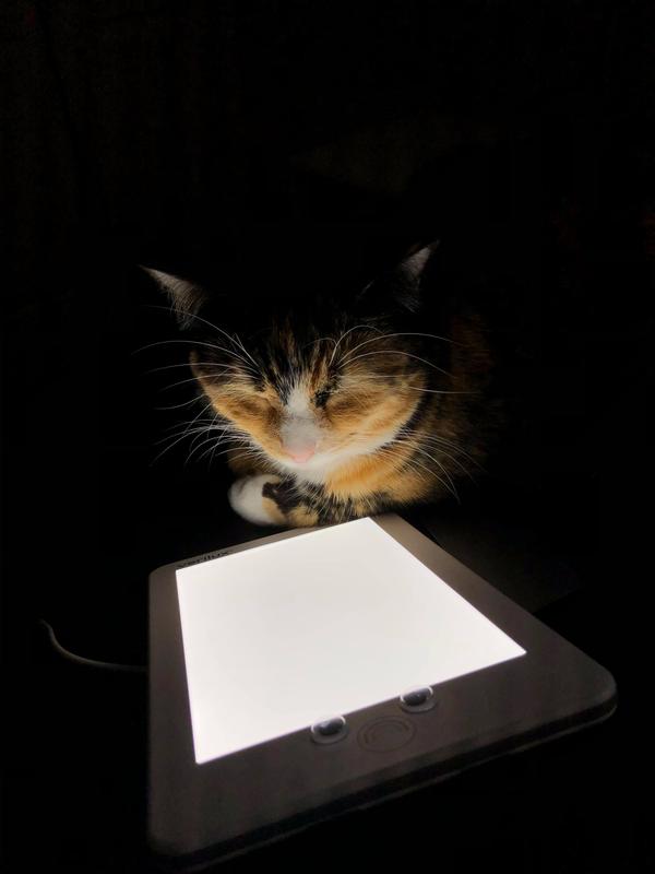 Chai (my friend's cat) enjoying her Verilux Lumi!
