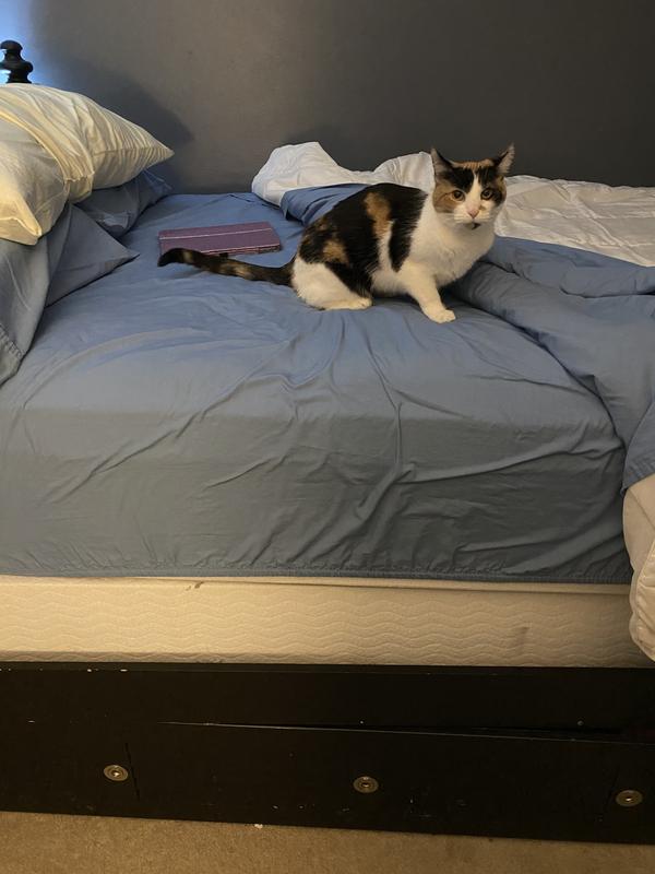 My cat even likes this bed!