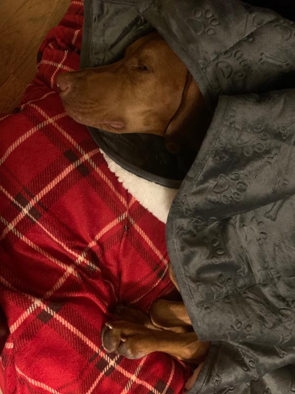 Therapedic® Weighted Pet Blanket Bed Bath & Beyond