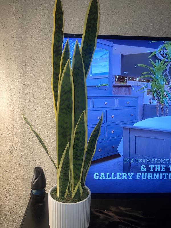 Studio 3B™ Faux Snake Plant in White Ceramic Pot Bed Bath & Beyond