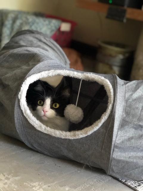 pawslife cat tunnel and bed