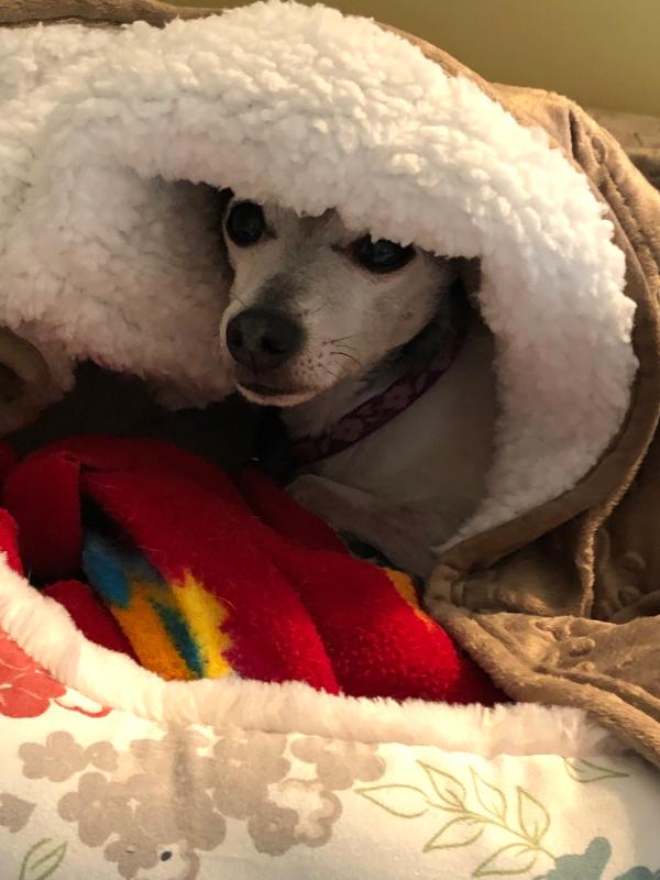 Therapedic® Weighted Pet Blanket Bed Bath & Beyond