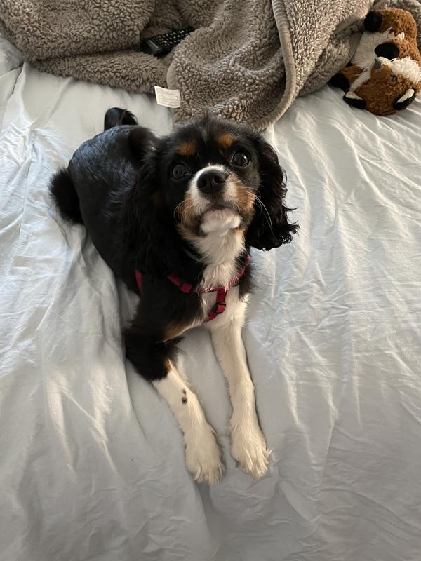 Nestwell™ Washed Linen Cotton 3Piece Comforter Set Bed Bath and