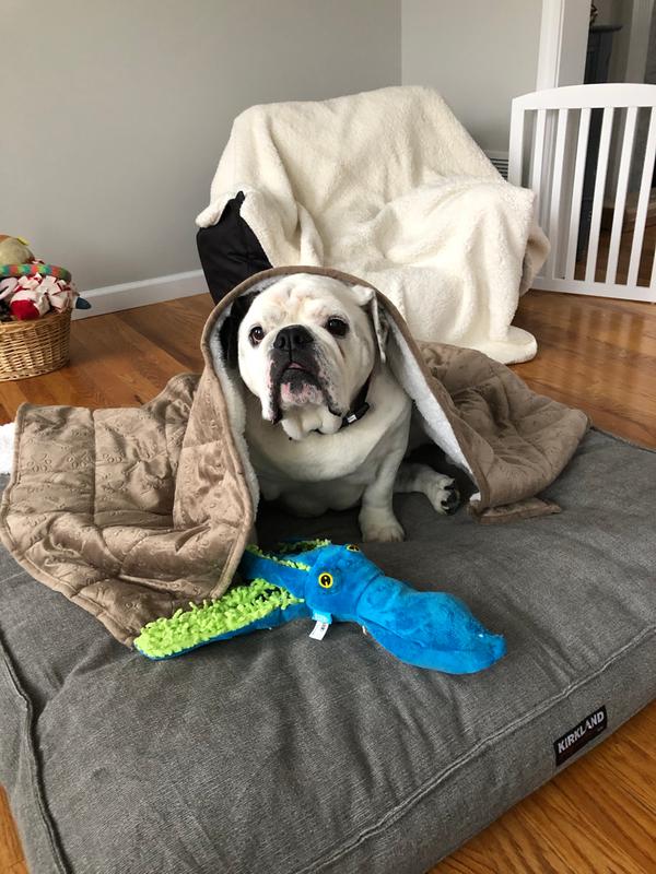 Therapedic® Weighted Pet Blanket Bed Bath & Beyond