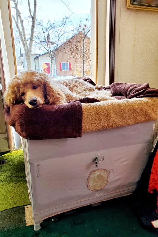 Arm's Reach® CoSleeper® Duplex Pet Bed with Camel Liner Bed Bath