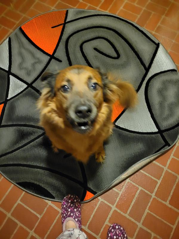 My dog enjoying the rug