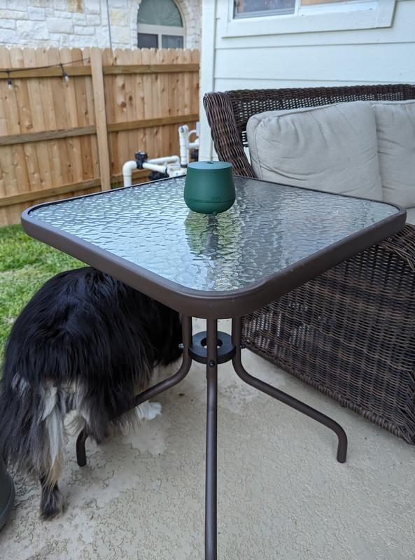 Even the dog approves.