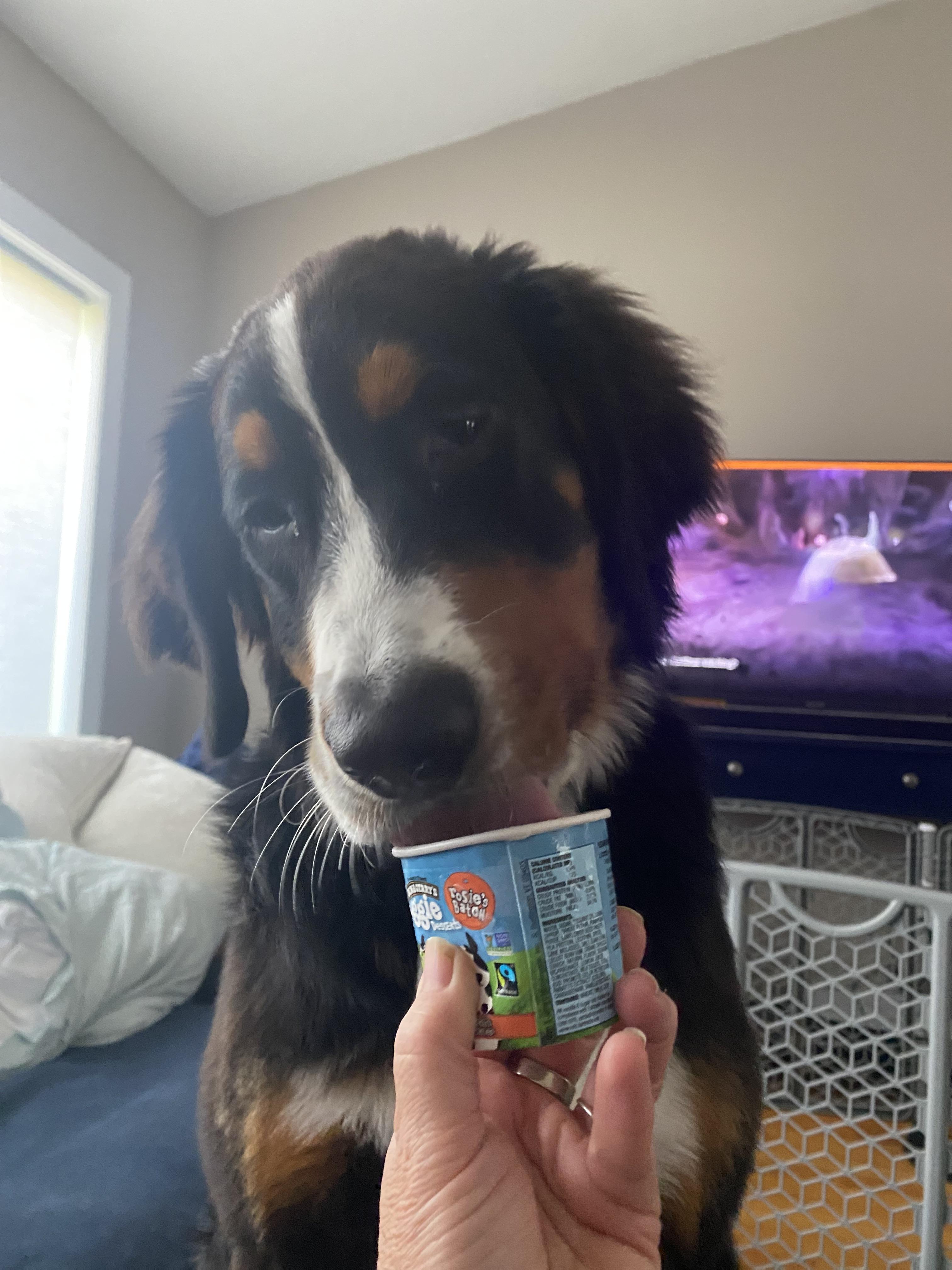 Ben & Jerry's Doggie Desserts Rosie's Batch Pumpkin & Mini Cookies