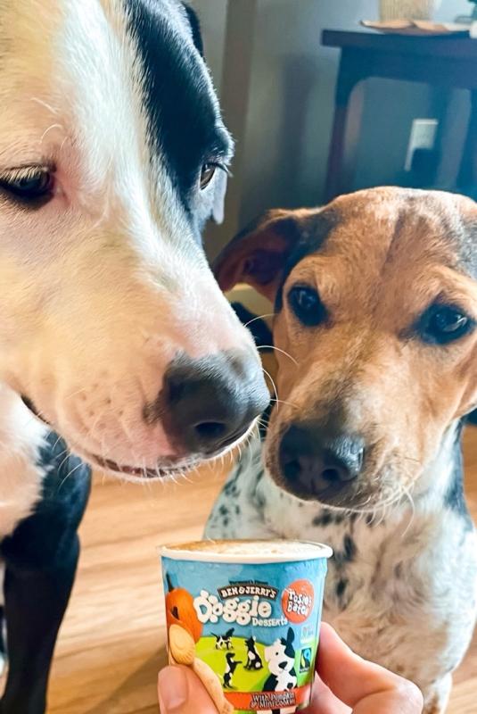 FAQ: All About Dogs, Ice Cream & Doggie Desserts, Ben & Jerry's