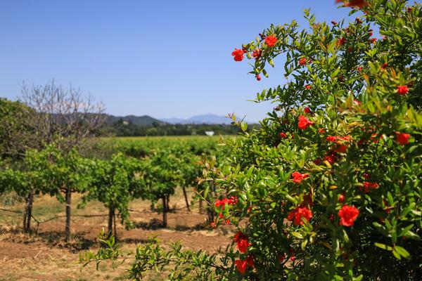 Customer photo 6 of 6. Click to open full size image.