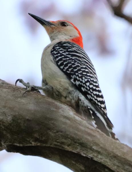 Customer photo 1 of 6. Click to open full size image.