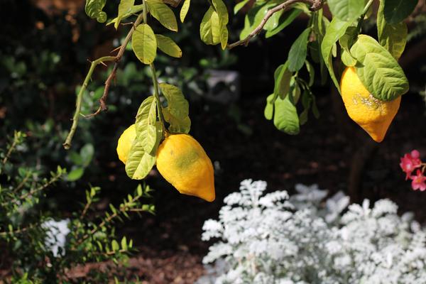 Customer photo 1 of 6. Click to open full size image.