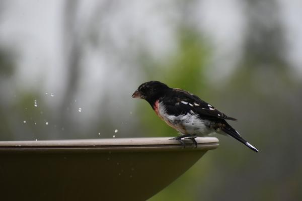 Customer photo 6 of 6. Click to open full size image.