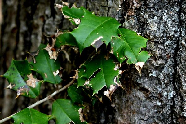 Customer photo 6 of 6. Click to open full size image.