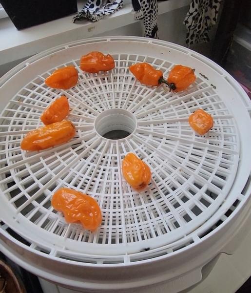 Customer photo 4 of 5. Click to open full size image.