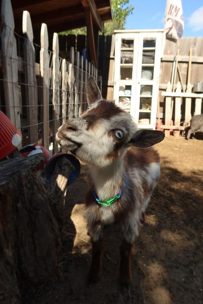 Customer photo 4 of 4. Click to open full size image.