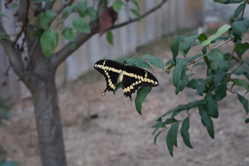 Customer photo 6 of 6. Click to open full size image.