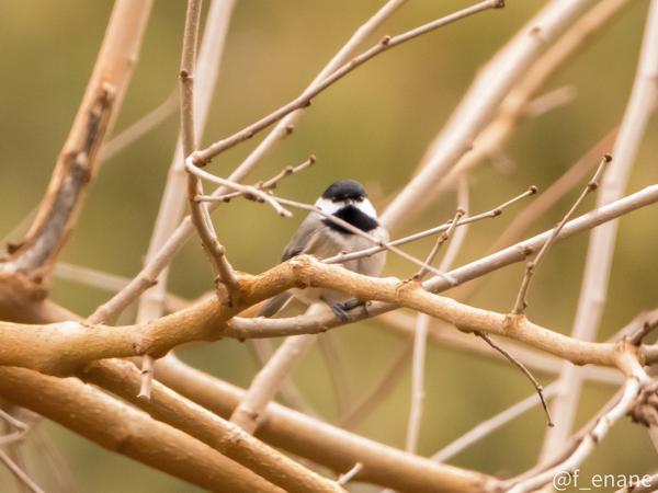 Customer photo 2 of 4. Click to open full size image.