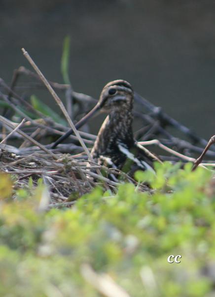 Customer photo 6 of 6. Click to open full size image.