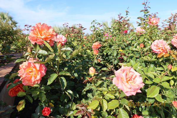 Customer photo 4 of 4. Click to open full size image.