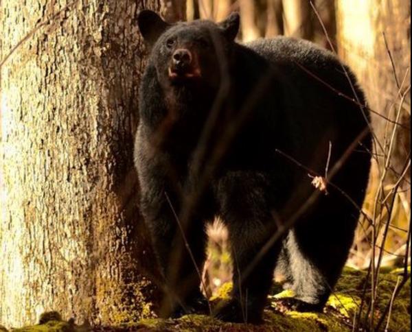 Customer photo 3 of 4. Click to open full size image.