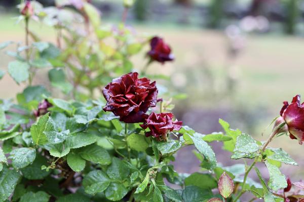 Customer photo 6 of 6. Click to open full size image.