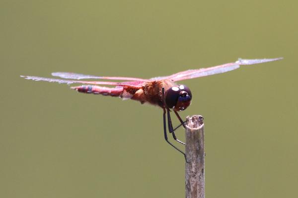 Customer photo 6 of 6. Click to open full size image.