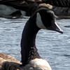 Sample photo 1, resized to 1/4 of original size and cropped, 30x digitally processed zoom, click to load a larger version