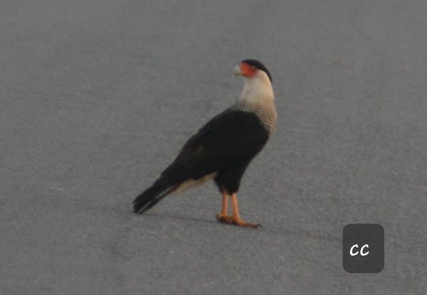 Customer photo 5 of 6. Click to open full size image.