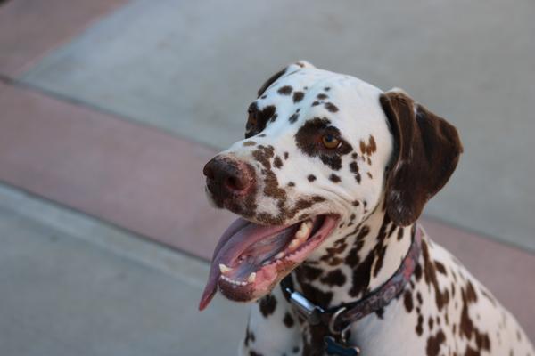 Customer photo 4 of 5. Click to open full size image.