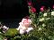 Some flowers posing for my new camera, click to load a larger version
