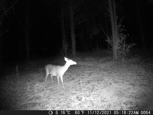 Customer photo 1 of 1. Click to open full size image.