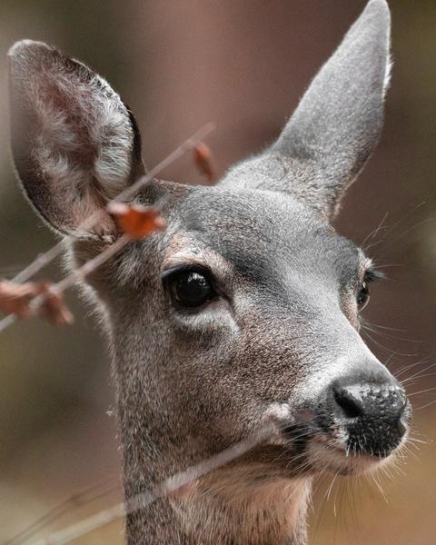 Customer photo 6 of 6. Click to open full size image.