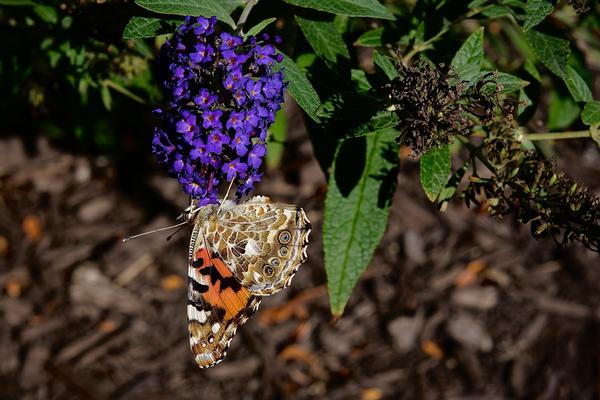 Customer photo 3 of 3. Click to open full size image.