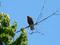 Single Hawk, click to load a larger version