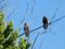 Hawk with Mate, click to load a larger version