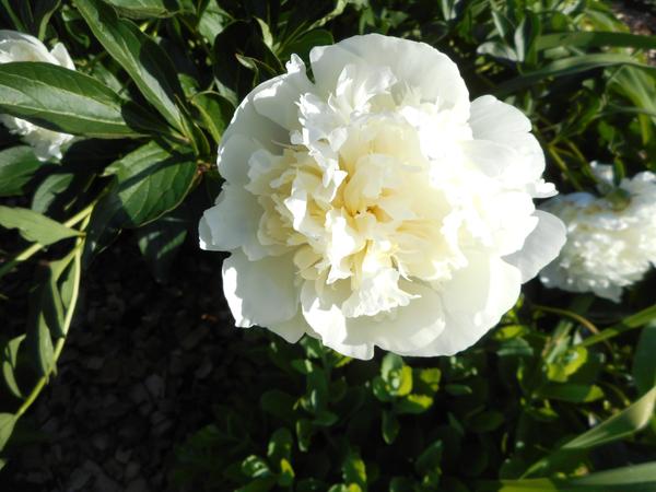 Customer photo 2 of 2. Click to open full size image.