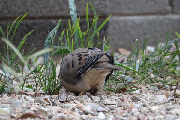 Customer photo 3 of 4. Click to open full size image.