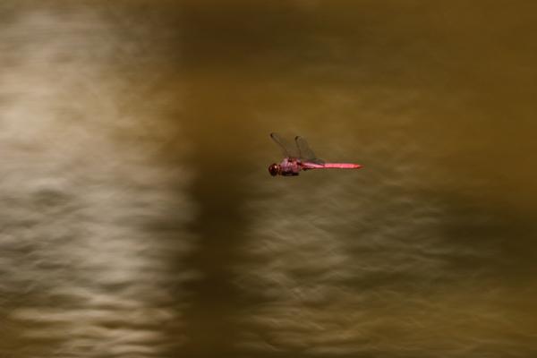 Customer photo 4 of 5. Click to open full size image.